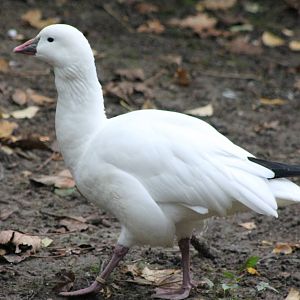 Lesser snow goose