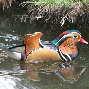 Mandarin duck