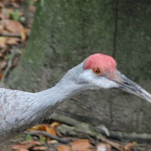 Sandhill crane