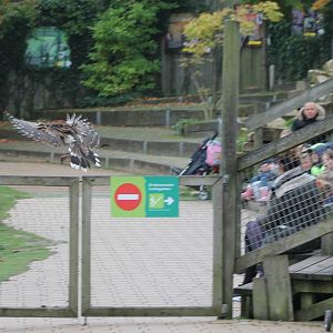 Crested seriema in the bird-show