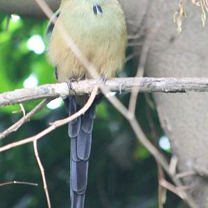 Blue-crowned motmot