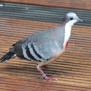 Luzon bleeding heart