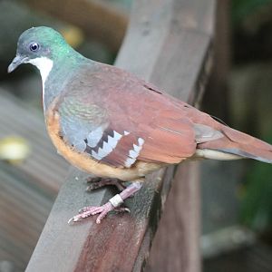 Bartlett's bleeding heart