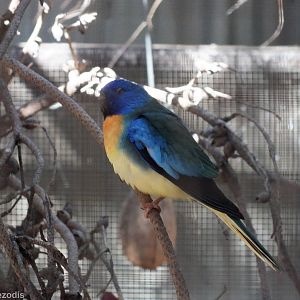 Scarlet-chested Parrot