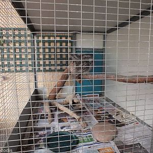 Small Tawny Frogmouth Enclosure