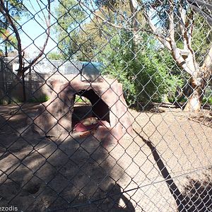 Dingo Enclosure