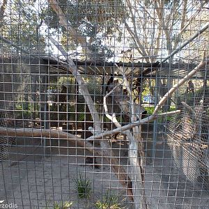 Red-tailed Black-cockatoo Aviary