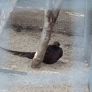 Golden x Ringneck Pheasant