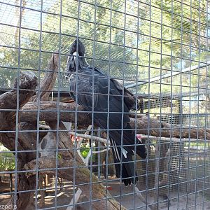 Baudin's Black-cockatoo