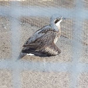 Stone-curlew with Injured Wing (see sign)