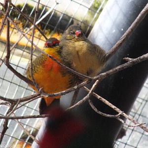Orange-breasted Waxbill Pair