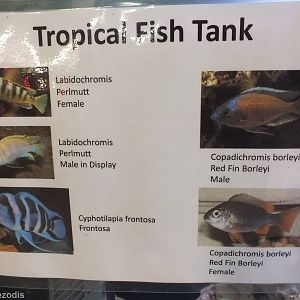 Tropical Fish Sign