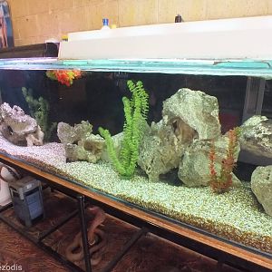 Tropical Fish Tank