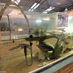 One of Many Oblong Turtle Tanks