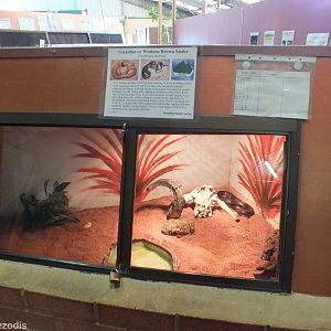 Western Brown Snake Enclosure