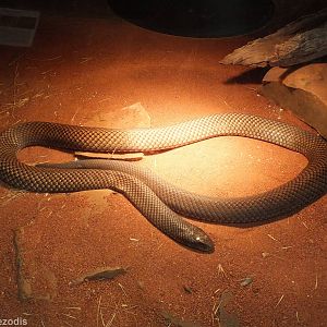 Mulga Snake