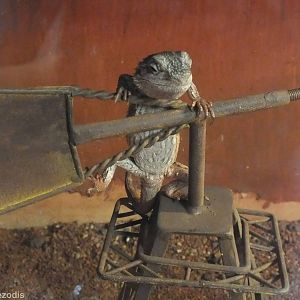 Dwarf Bearded Dragon