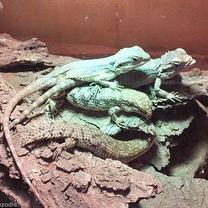Dwarf Bearded Dragons and Pygmy Spiny-tailed Skink