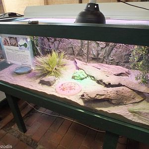 Bobtail Skink Enclosure