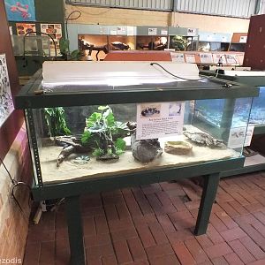 Red-bellied Black-snake Enclosure