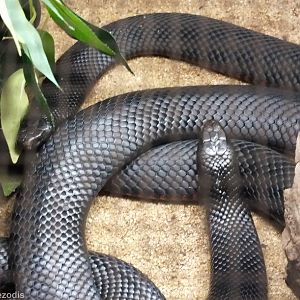 Red-bellied Black-snakes