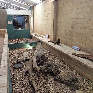 Open-topped Bobtail Skink Enclosure