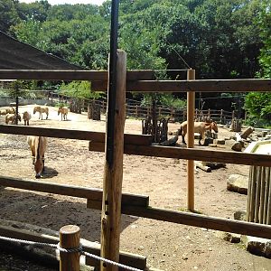 Przewalski's horse exhibit