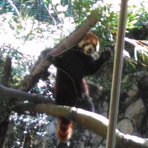 Red panda