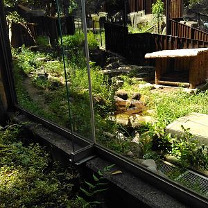 Tasmanian devil exhibit 2