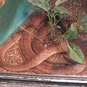 Brown Tree Snake