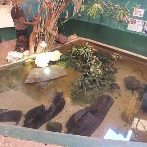 Mixed Turtle and Eastern Water Dragon Enclosure