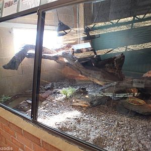 Boa Constrictor Enclosure