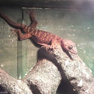 Northern Giant Cave Gecko