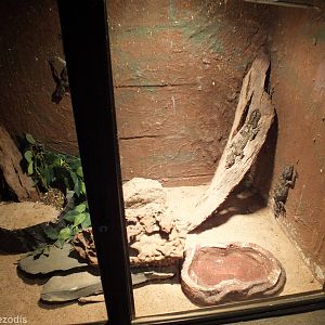 Leaf-tailed Gecko Enclosure