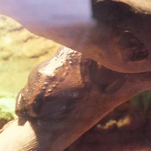 Unidentified Frog Species