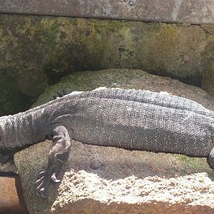 Black-tailed Monitor