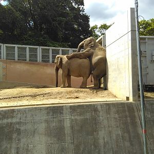 Asian elephant mating