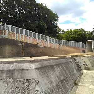 Asian elephant exhibit
