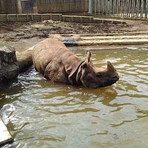 Indian rhinoceros