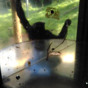 Chimpanzee using tool