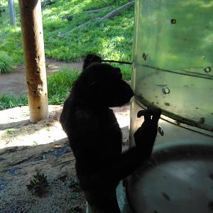 Chimpanzee using tool