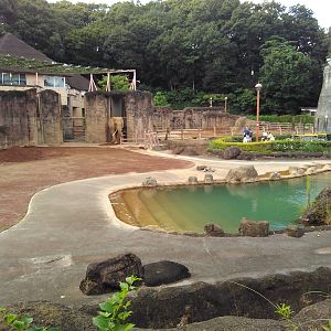 African elephant exhibit