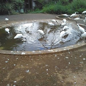 Black faced spoonbill and black headed ibis