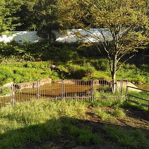 Malayan tapir exhibit