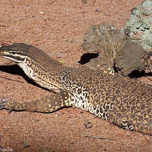 Gould's Sand Monitor