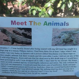 Sign About Gould's Sand Monitor with Injured Leg