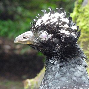 Blinking Bird #1, August 2016