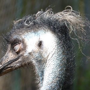 Blinking Bird #2, August 2016