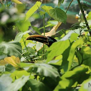 Chestnut-eared aracari - Bioparque la Reserva, March 2016