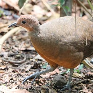 Little tinamou - Bioparque la Reserva, March 2016